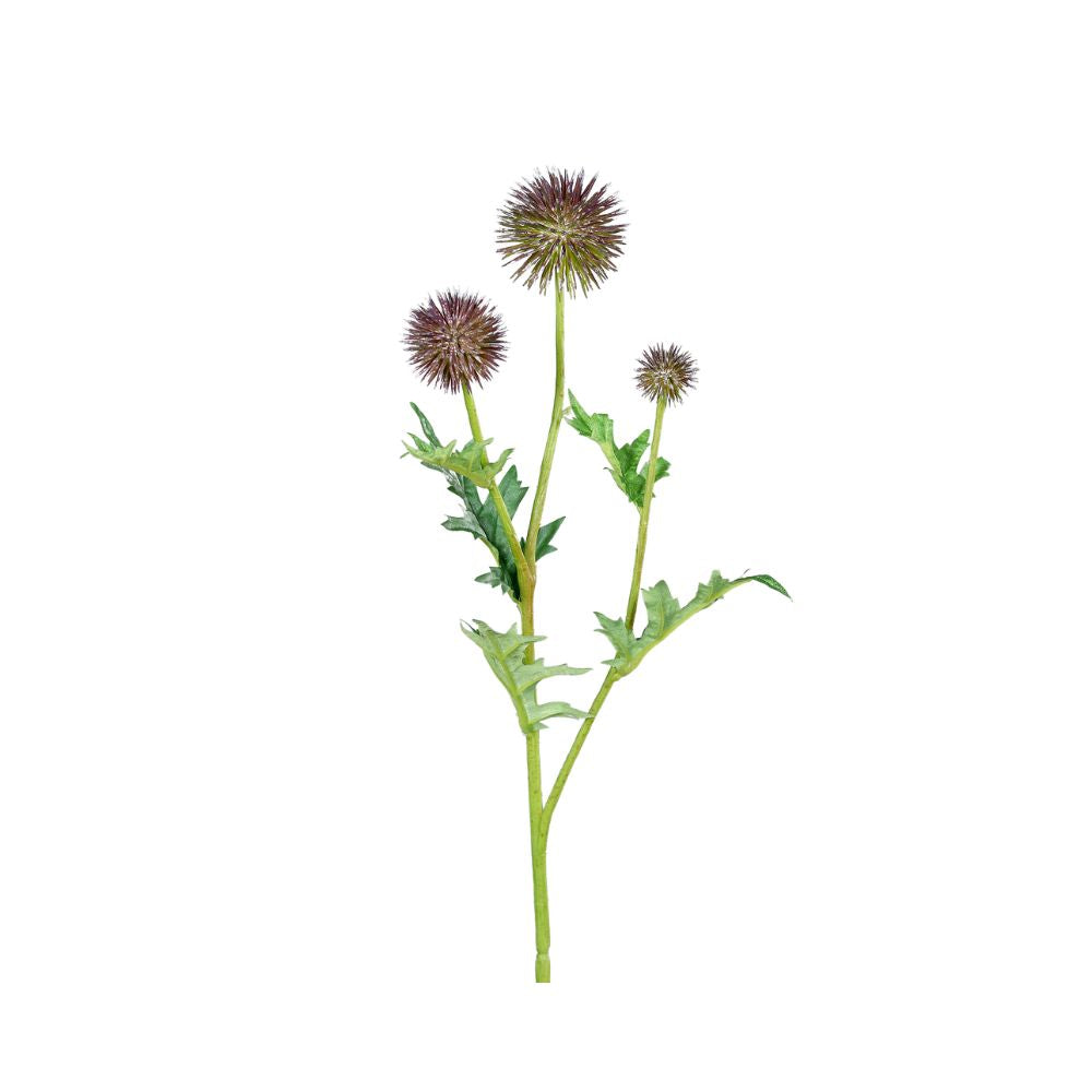 Distel Zweig