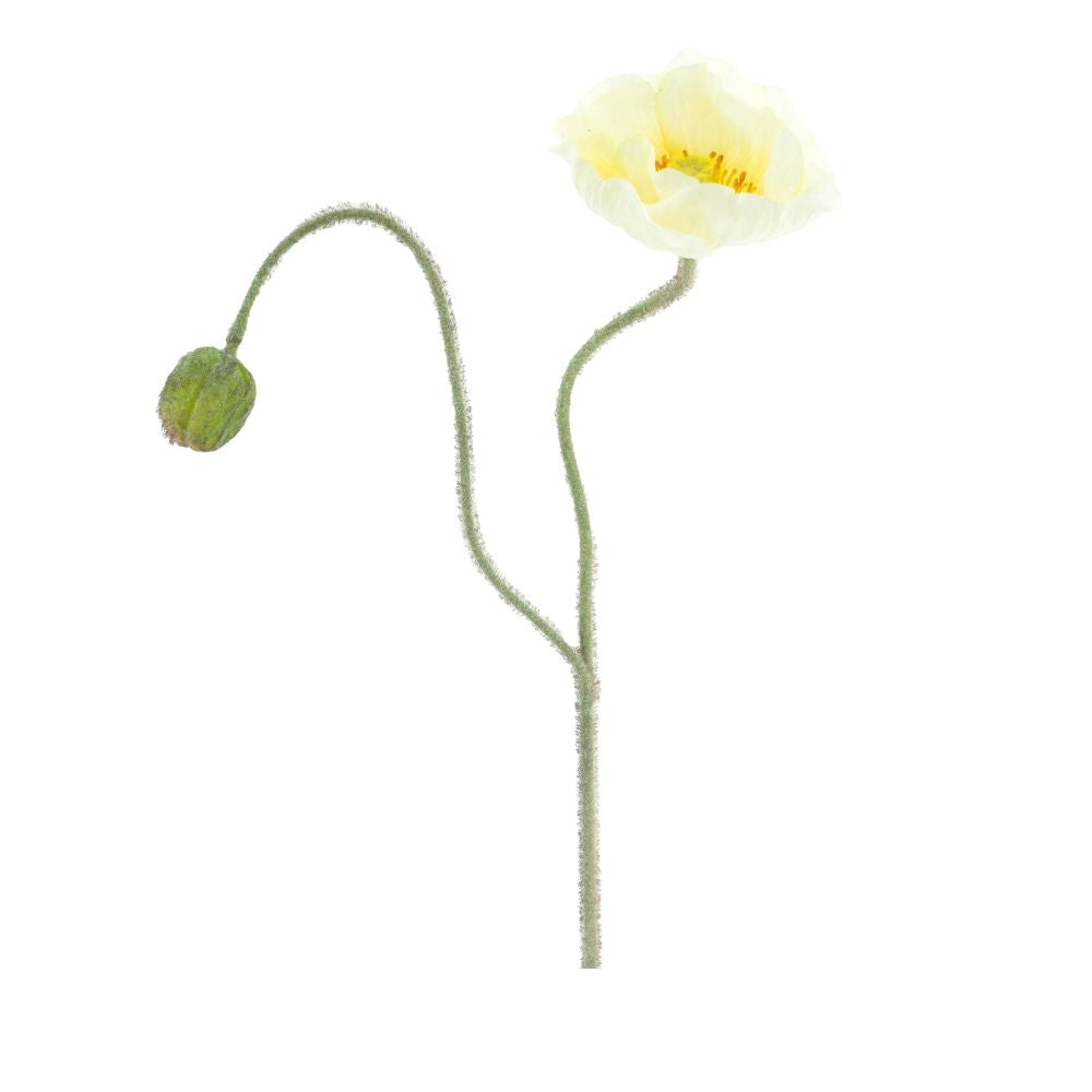 Mohn High, 1 Blüte, 1 Knospe