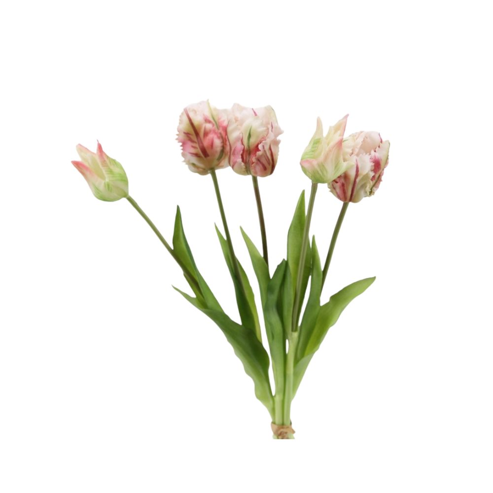 Papageien Tulpen 5er Bund soft touch 40cm Beauty