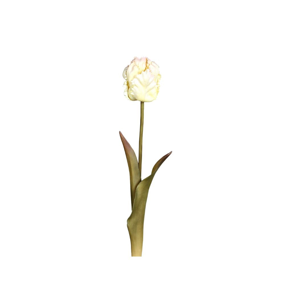 Tulpe, weiß, 45 cm
