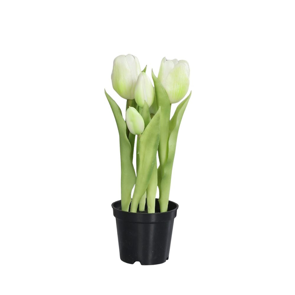 Tulpen, 25cm, cream, zwei Blüte und drei Knospen, im Topf
