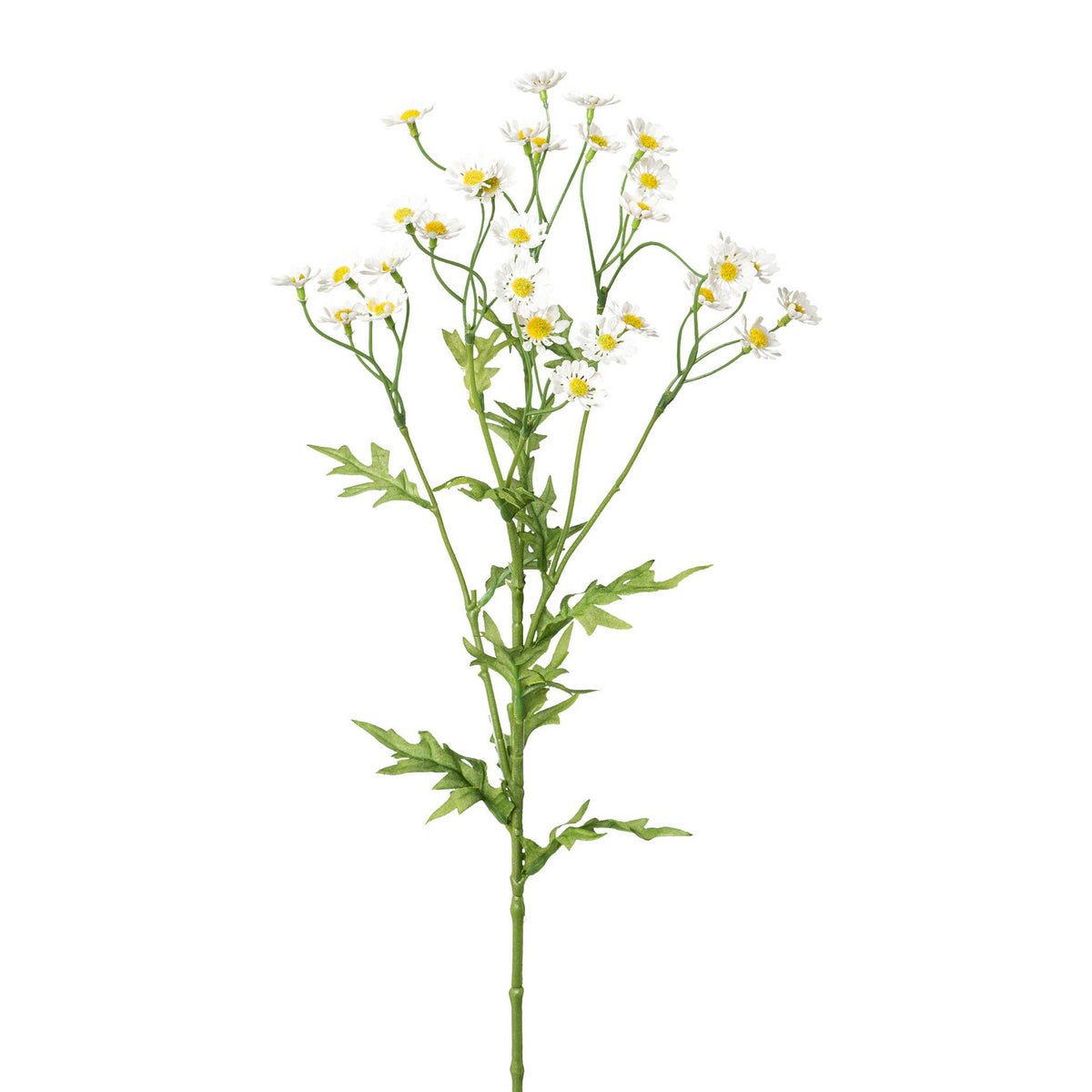 Kamille, 60cm, Weiß
