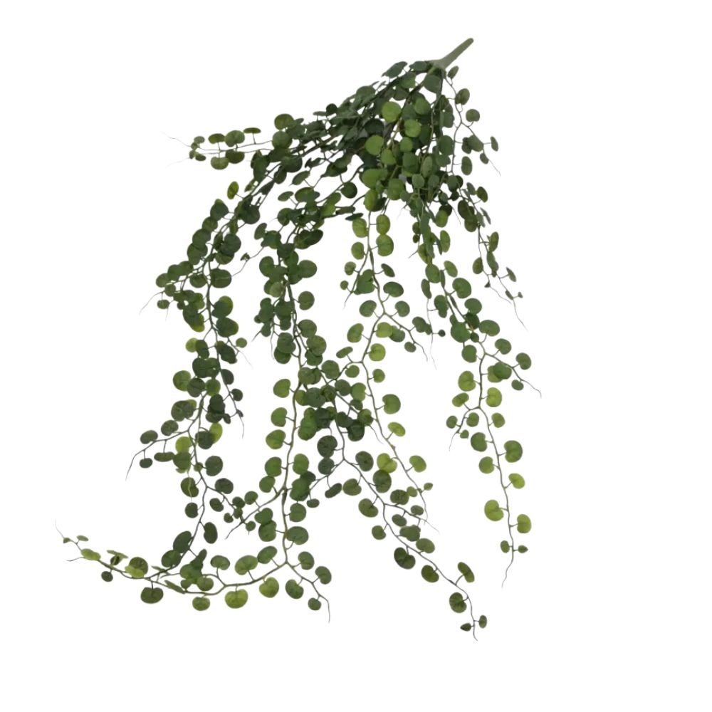 Ceropegia Busch grün 86cm