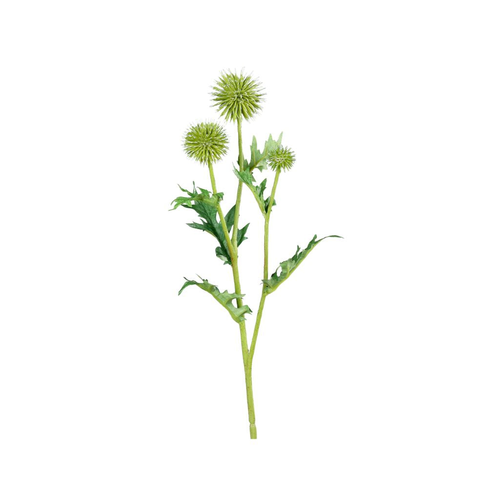 Distel Zweig grün