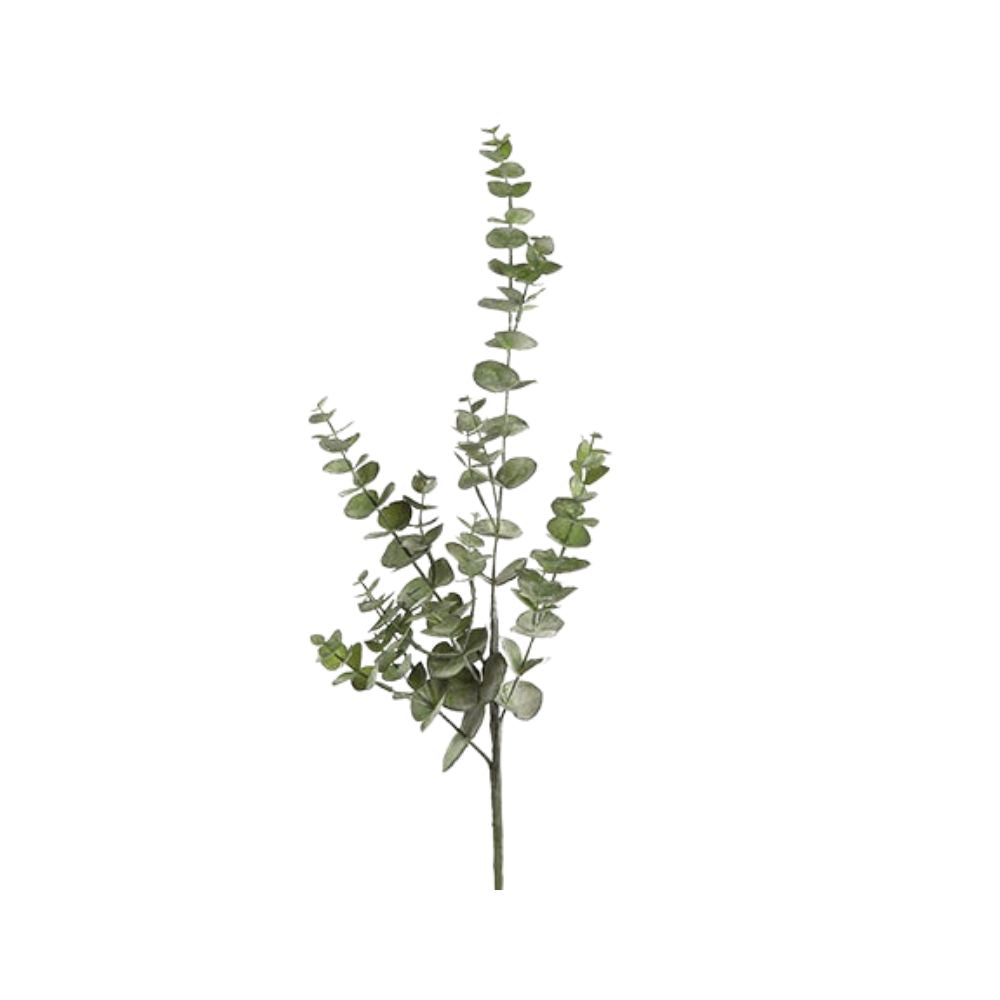 Eucalyptus