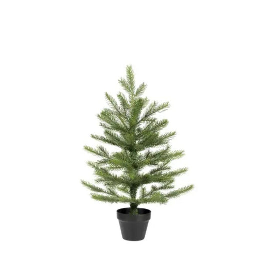Grandis Tannenbaum Indoor