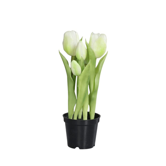 Tulpen, 25cm, cream, zwei Blüte und drei Knospen, im Topf