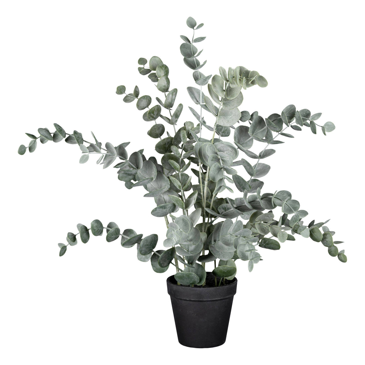 Eukalyptus Im Kunststofftopf, 53 cm
