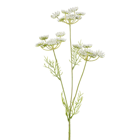 Ammi Majus, 50cm, Weiß