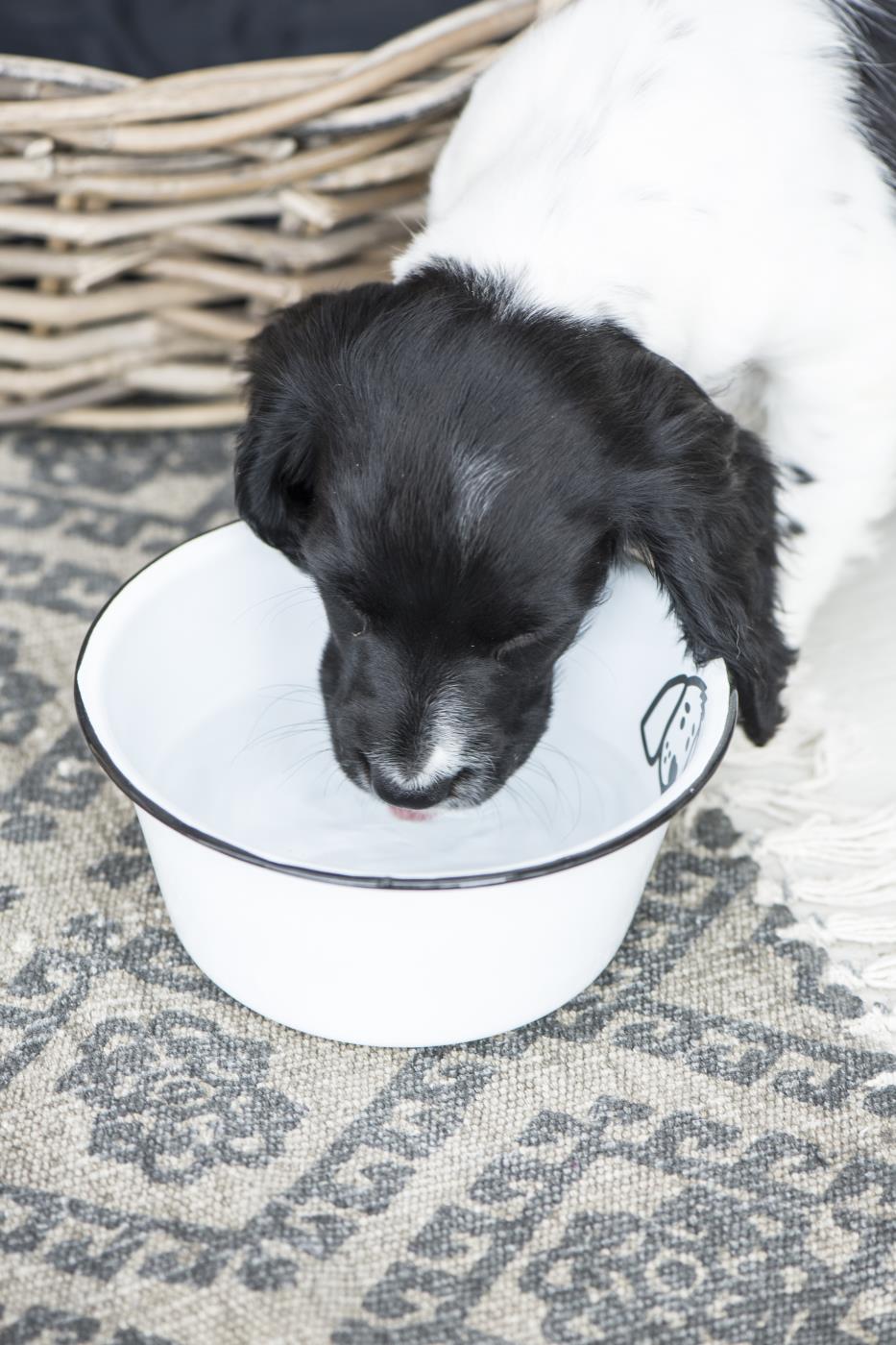geschenke-lifestyle-geschenkideen-fuer-hundeliebhaber-emaille-hund-klein-von-ib-laursen-wg15295-_2