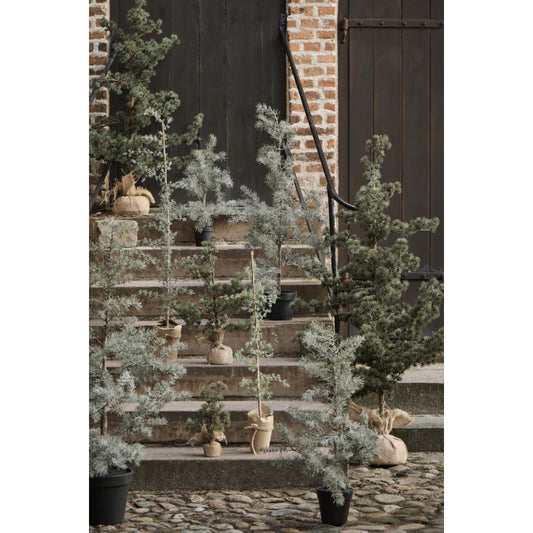 ib_laursen_zedernbaum_m_kuenstlich_27995-00_2